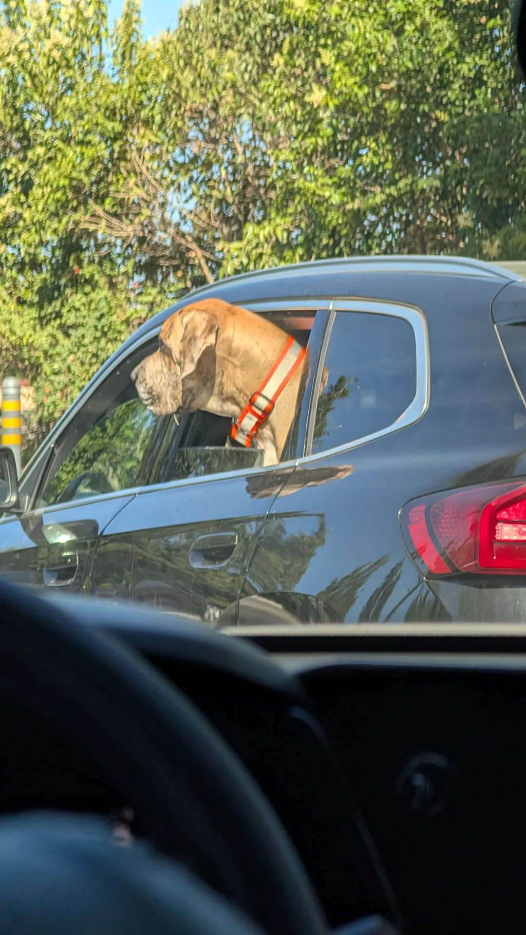 the dog next door, headed the same way