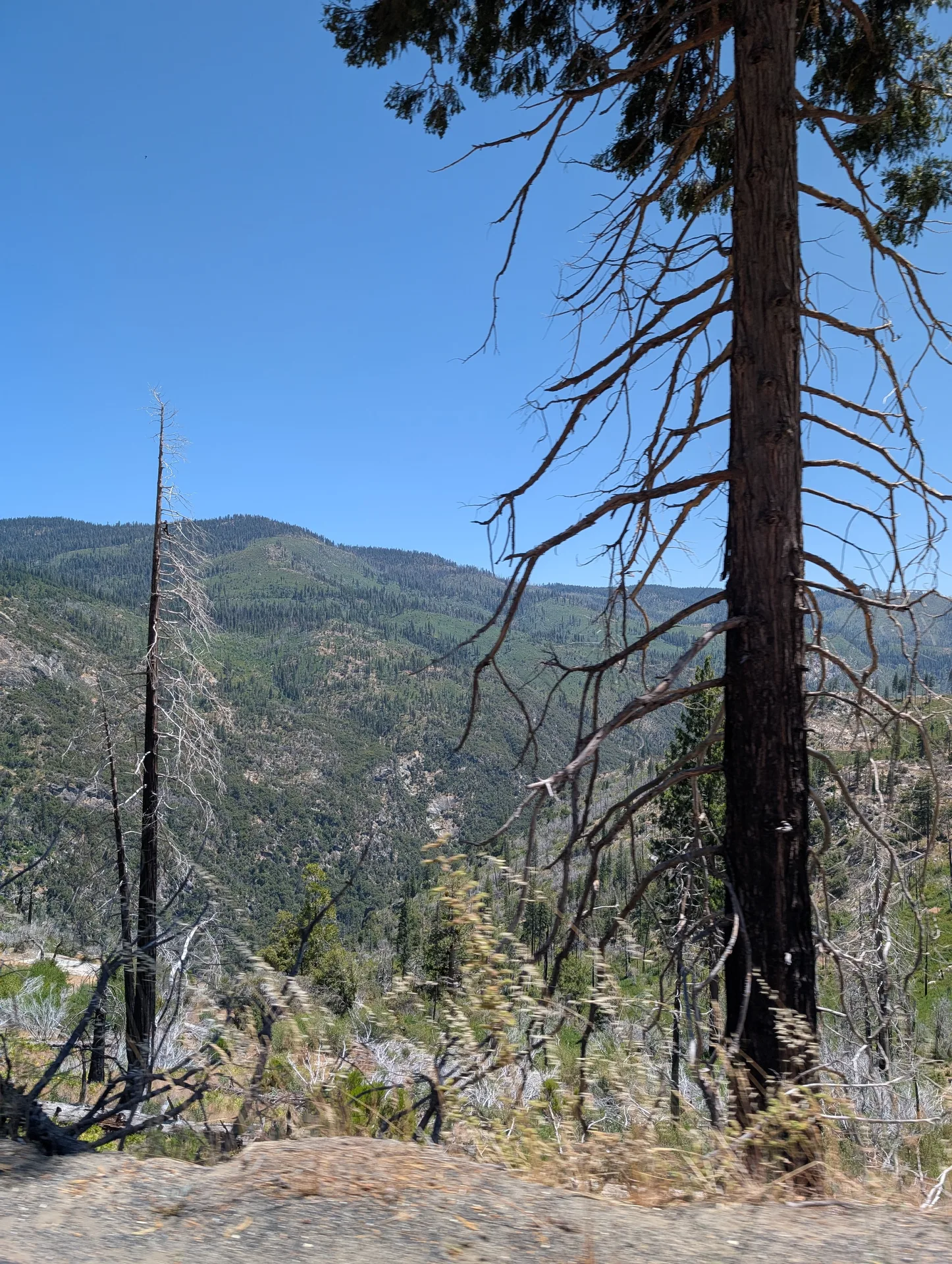 a lone pine over the canyon