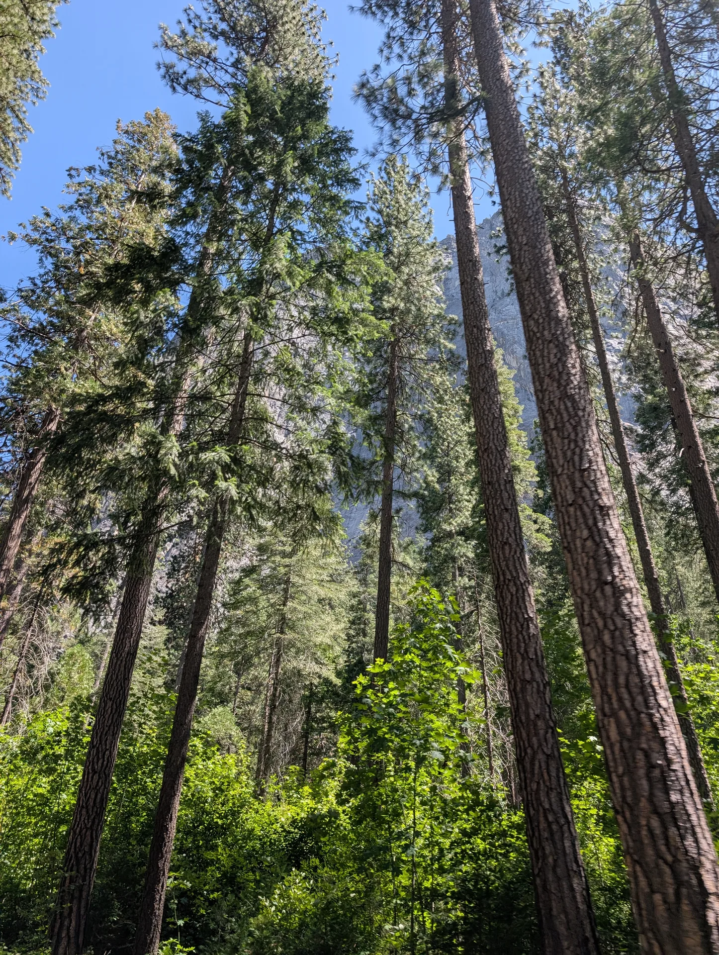 the tall trees