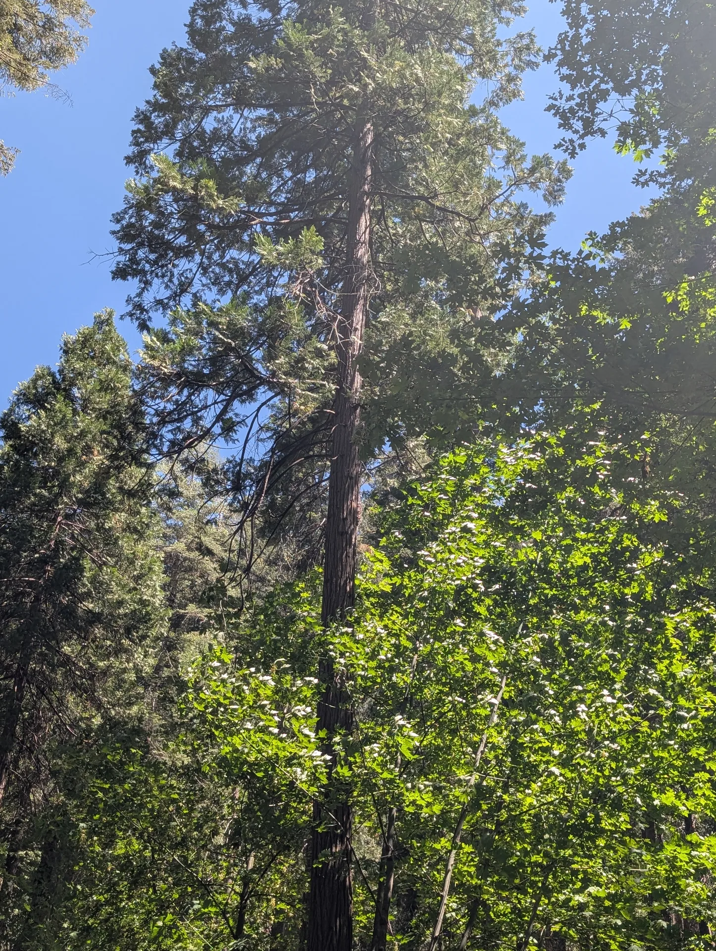 the trees on southside drive