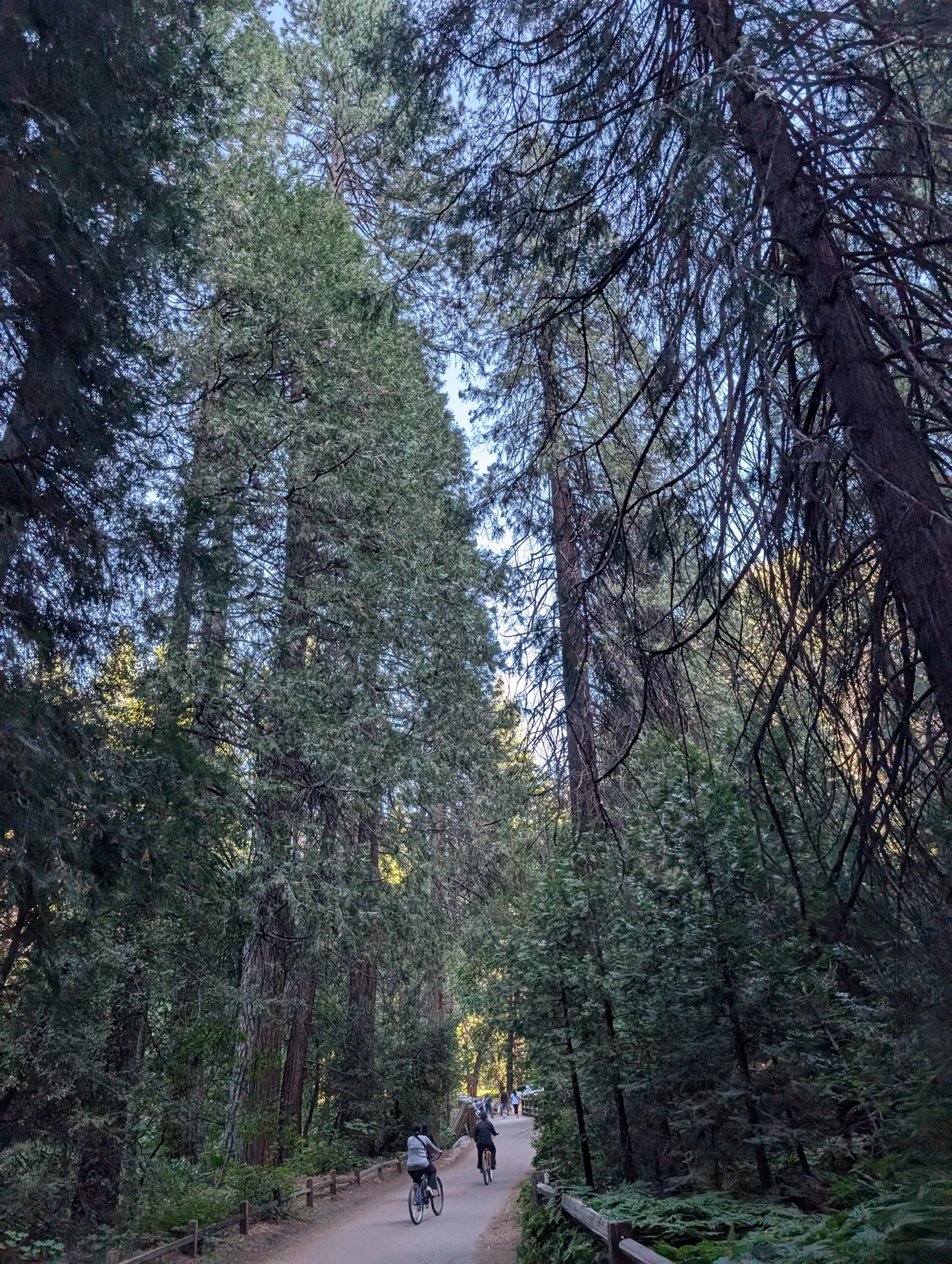 the path back, under the pines