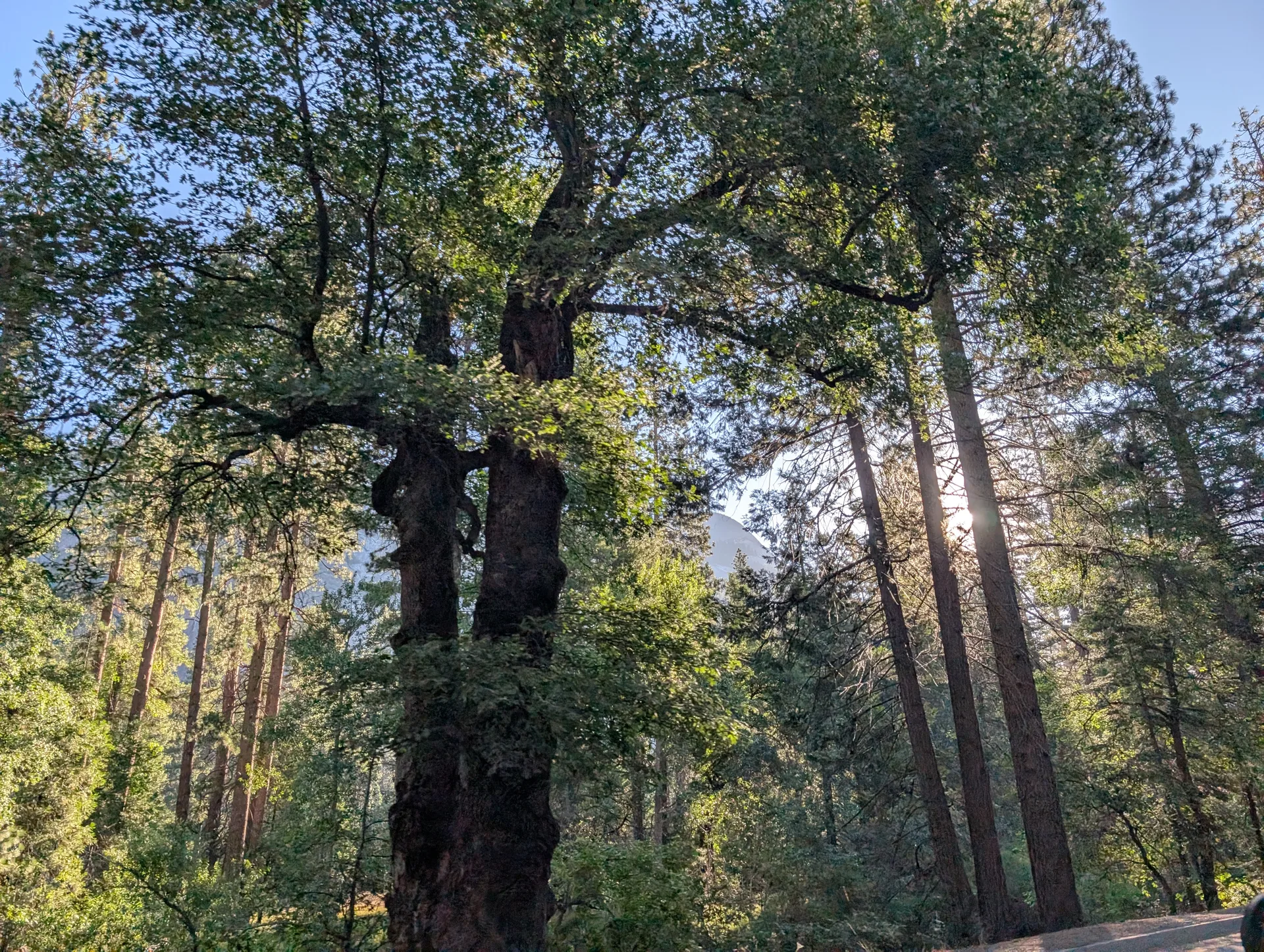 big trees on the walk in