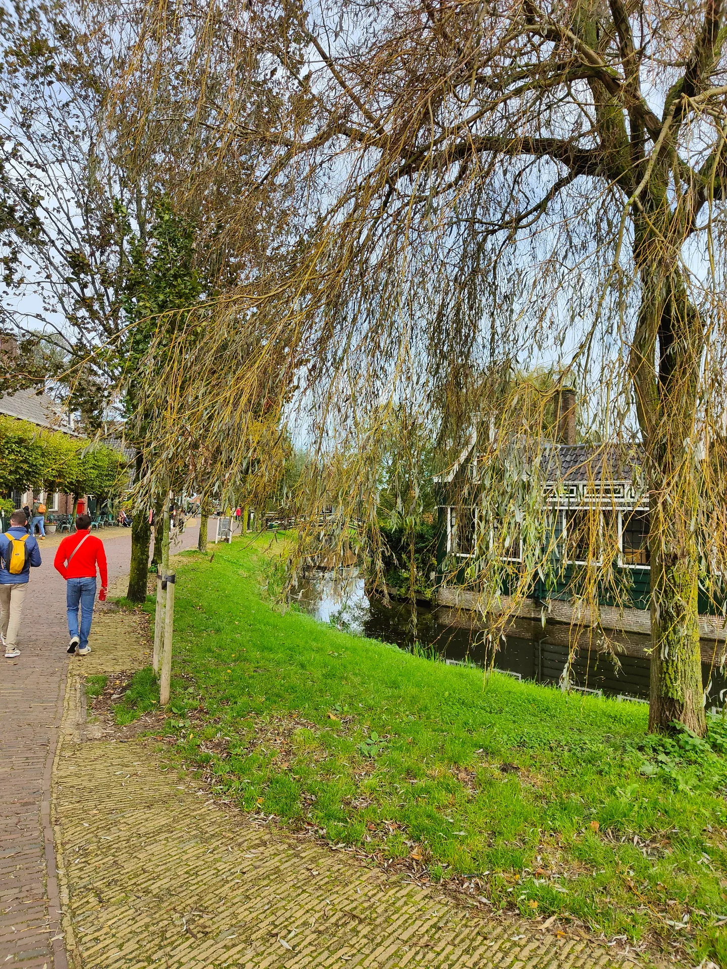a willow over the path