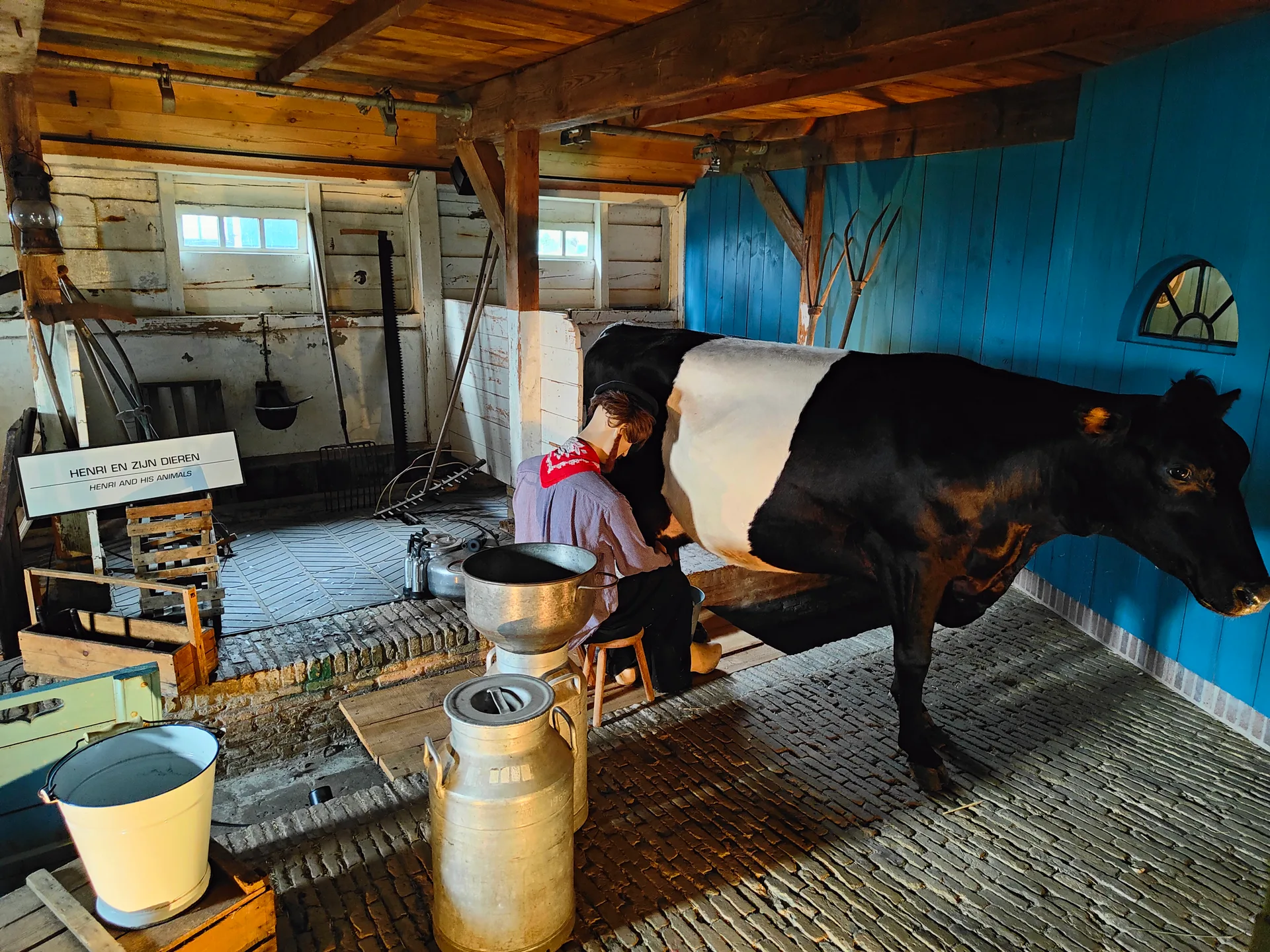 the milking, the cow unbothered
