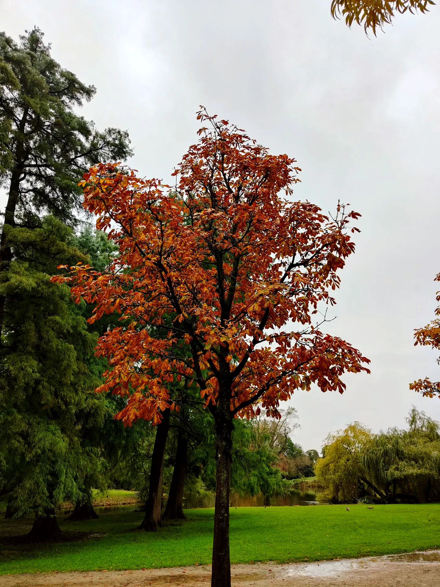 an orange chestnut in vondelpark