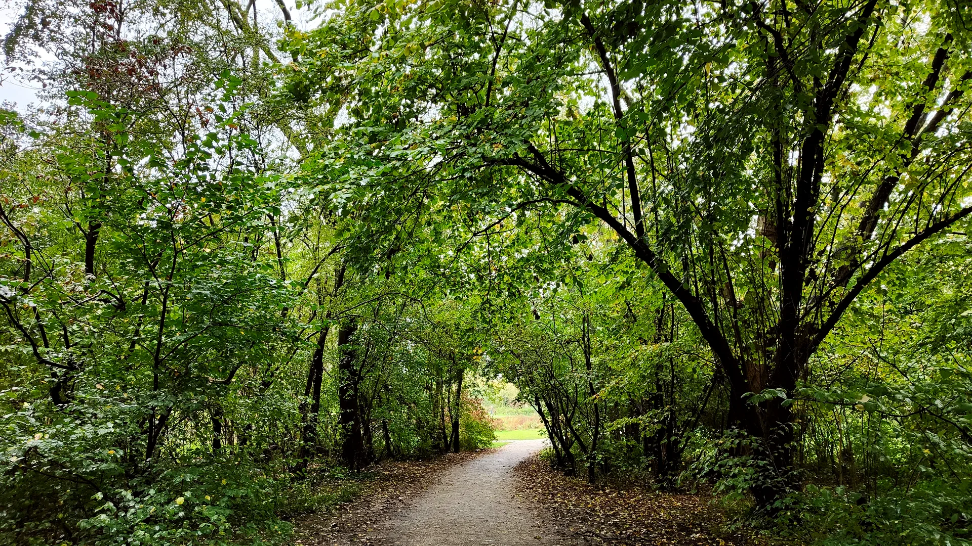 a path through vondelpark