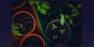 'Learning In Public' and 'Digital Gardens'