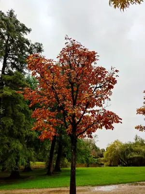 an orange chestnut in vondelpark