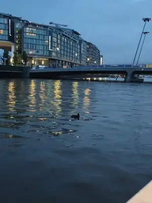 a coot on the blue-hour canal